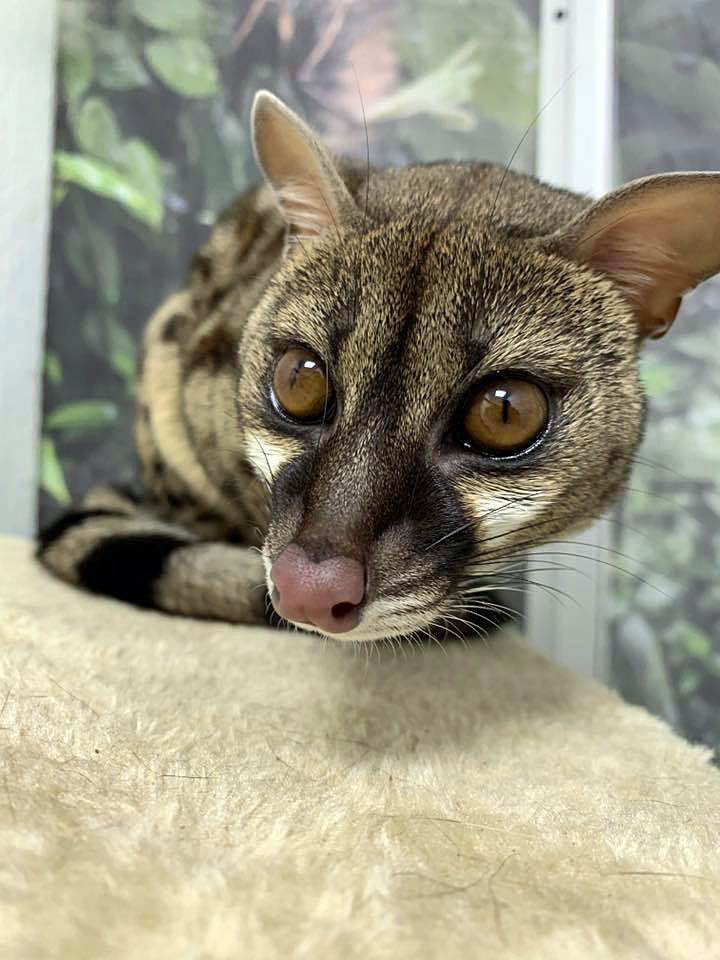 African Spotted Genet at GarLyn Zoo